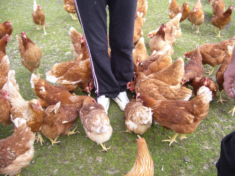 Particulier vend animaux ferme - elevage, poules pondeuses
