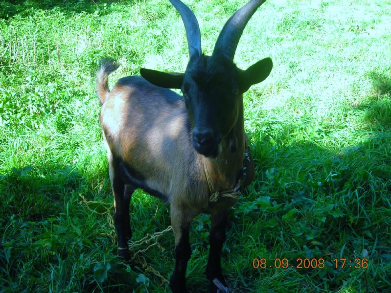 Particulier vend animaux ferme - elevage, 3 bouc