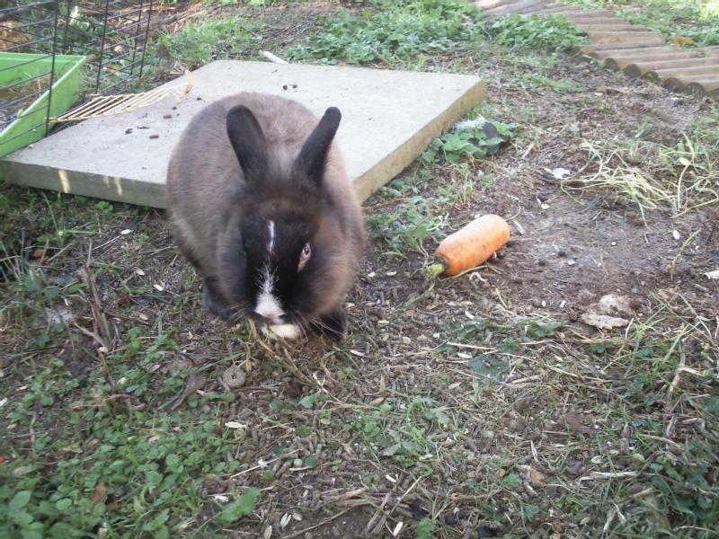Particulier donne animaux ferme
