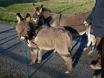Particulier vend animaux ferme - anes miniatures americains minuscules
