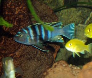 Particulier vend poisson, cichlidé africain malawi