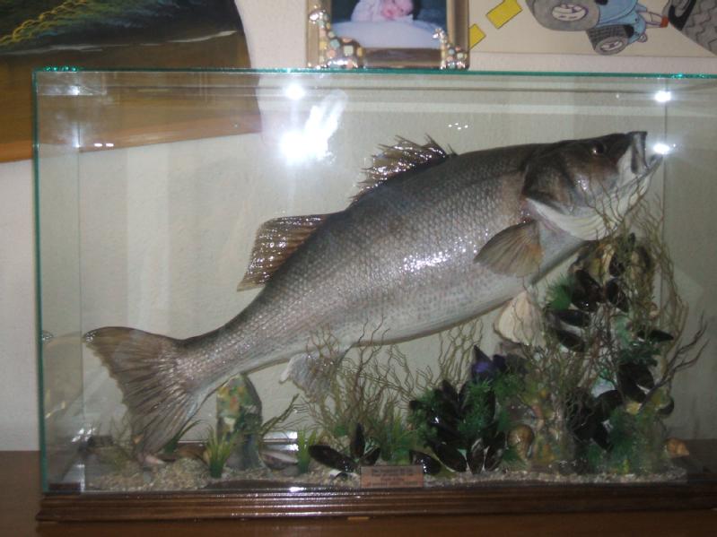 Particulier vend poisson, bar de mediteranné naturalisé