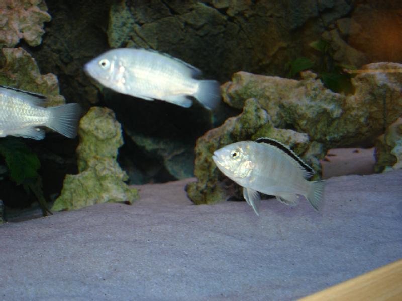 Particulier vend poisson, labidochromis caeruleus blancs