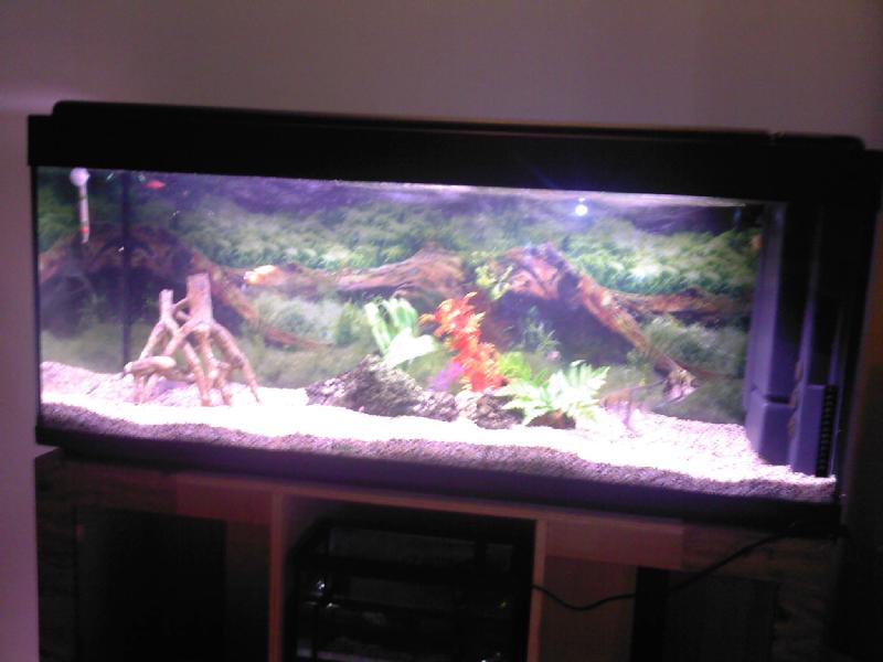 Particulier vend poisson, aquarium 204 l, urgent cause demenagemment aquarium 240l