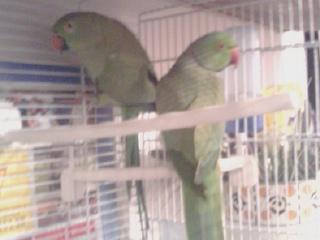 Particulier vend oiseau, vend couple de péruches a collier
