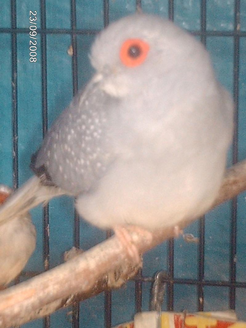 Particulier vend oiseau, colombes diamants