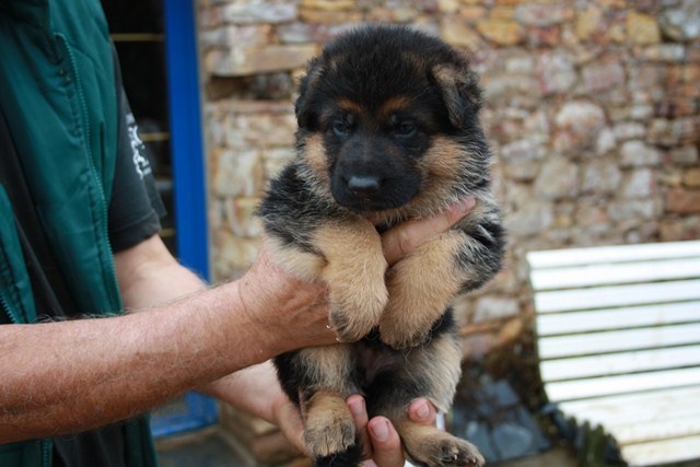 02 magnifiques chiots male et femelle Berger Allemand a Adopter