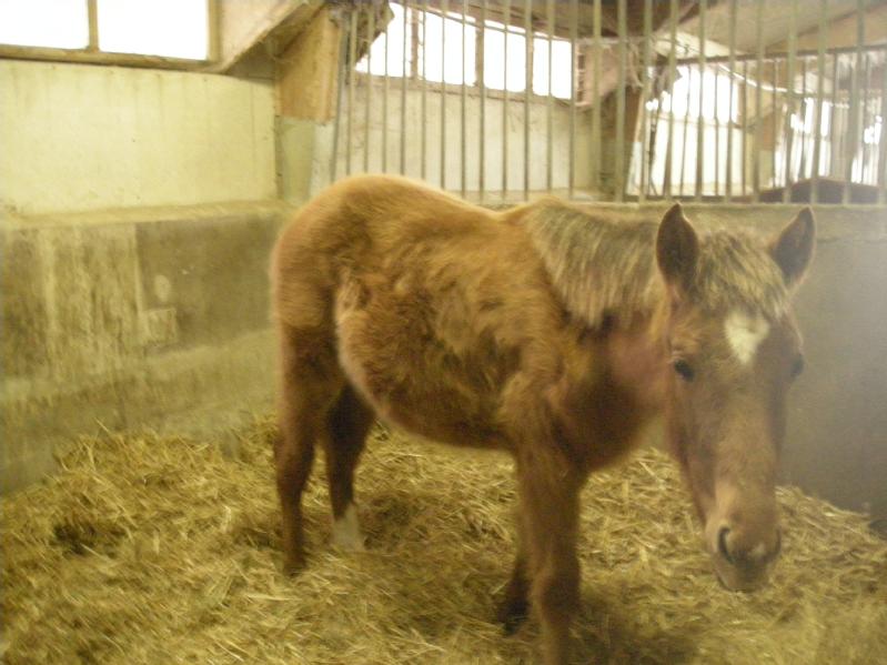 Particulier vend cheval, poulain, pucé, umpro dine