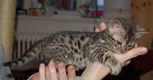 chaton  bengal pour don
