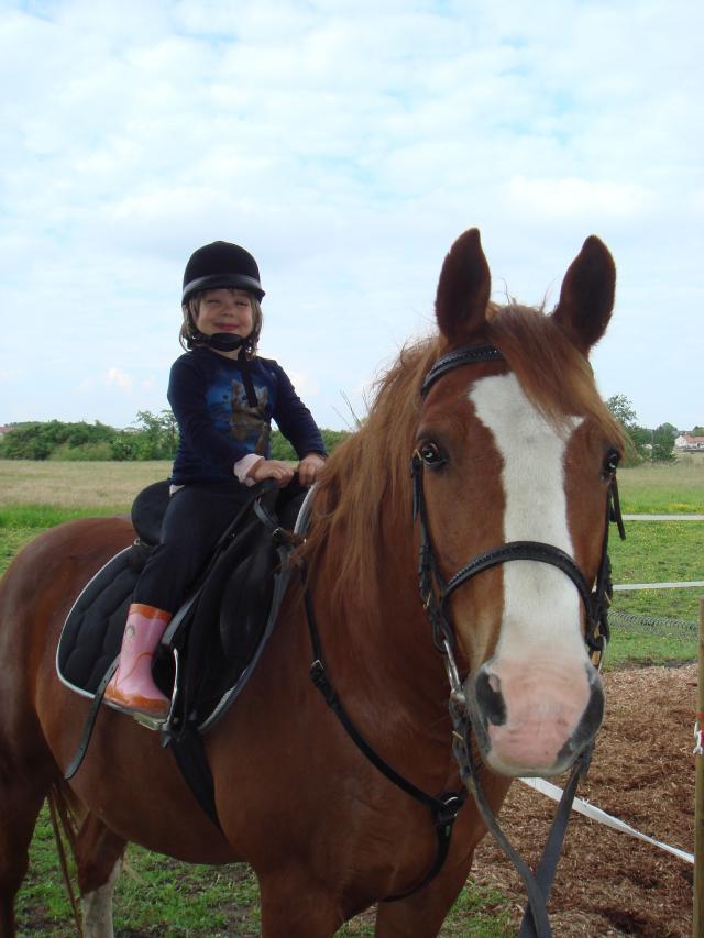 Cheval Hongre Croisé Pure Sang Arabe 2500€