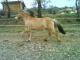 Particulier vend poney 1800€