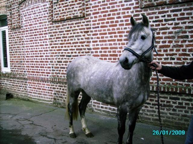 Particulier vend poney, jument prix: 1500€