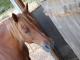 Particulier vend cheval 3 juments.
