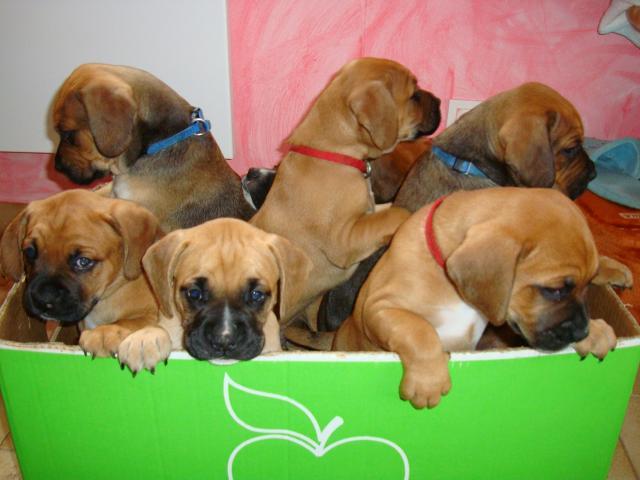à réserver magnifique  chiots boxer 3, non lof