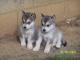 Vend 6 chiots Malamute d'Alaska