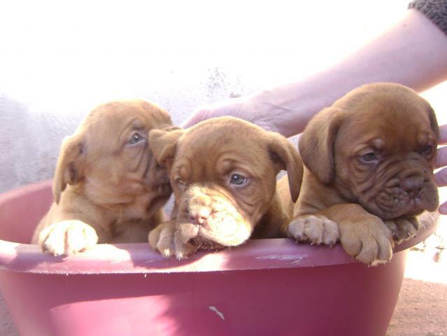Je vends 3 tres beaux chiots Dogues de bordeaux