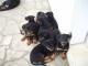 reste 3 chiots mâles type Beauceron