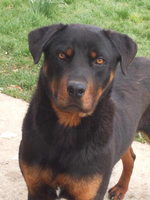 urgent vend rotweiler 10 mois