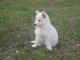  3 chiots type bergers blancs suisses 600€