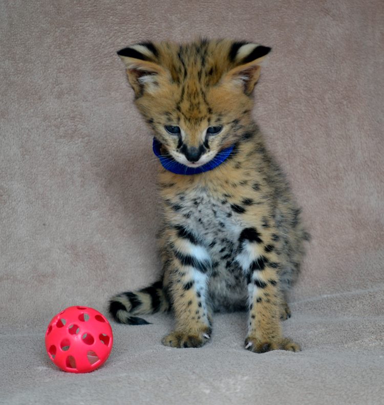 disponible serval et exotic savannah f1 chatons 