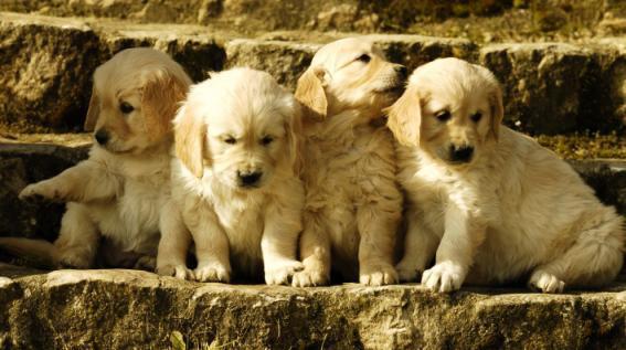 A Réserver Deux Chiots Golden Retriever