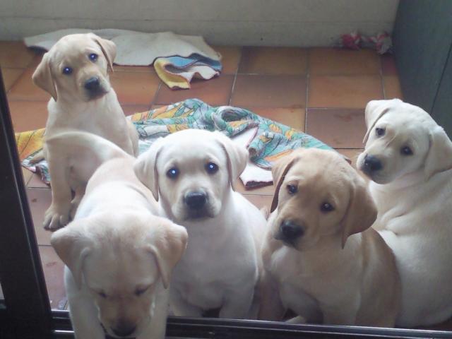 VDS 5 CHIOTS LABRADOR BLANC ET SABLE