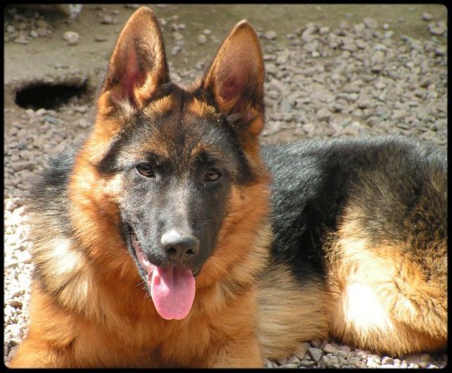  Chiots Berger Allemand Lof