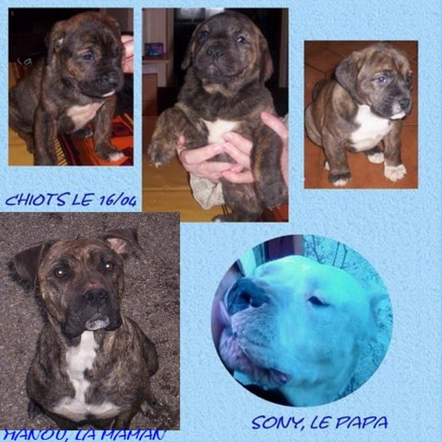 Vend  Petits Molosses