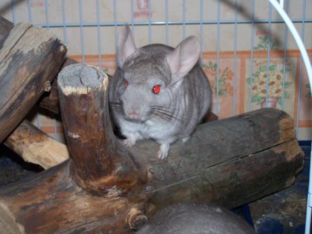 Deux Chinchillas Males Et Grande Cage Tout équipé