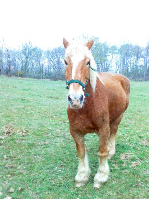 Polux Gentil Cheval Pour Débutant Et Autre