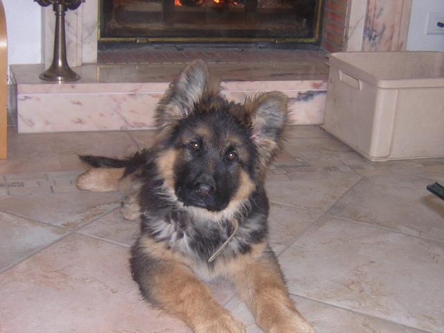 Berger Allemand Poils Long  Prix: 500 €