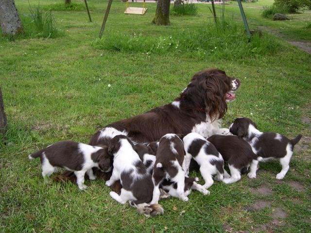 Chiots English Springer Spaniel  Prix: 400 €