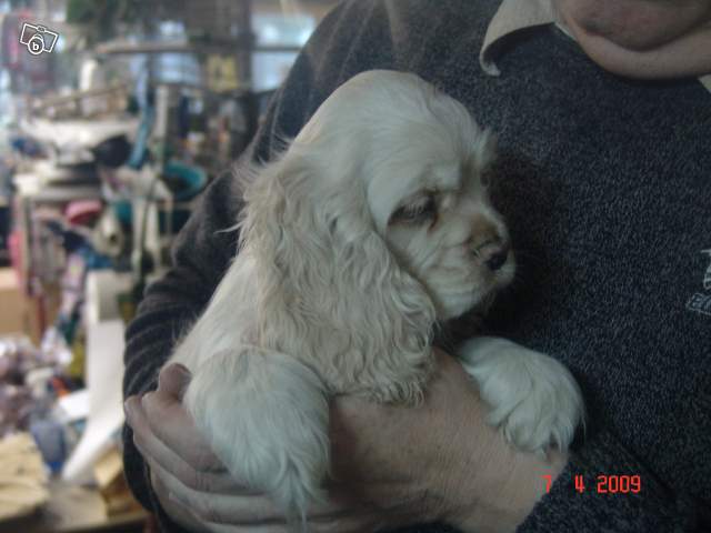 Chiots Cocker Américain platine