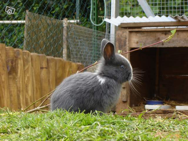 Ginette Lapine cherche nouvelle maison