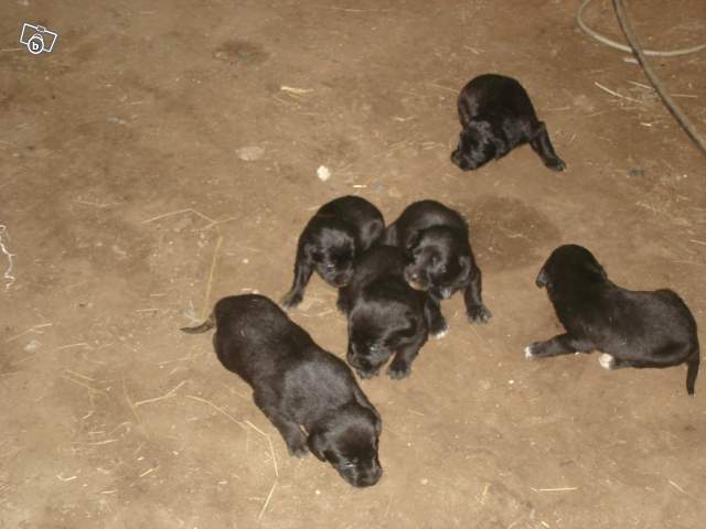 Vend chiot labrador .. 	 		 		 		 		 		 	