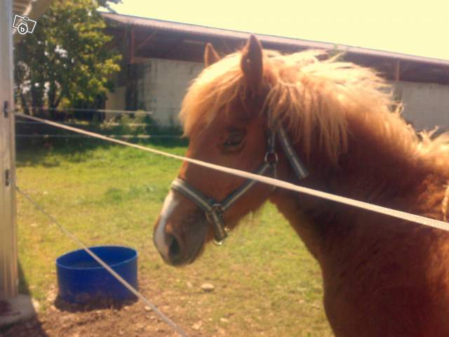 Poulain arabe croisé appaloosa