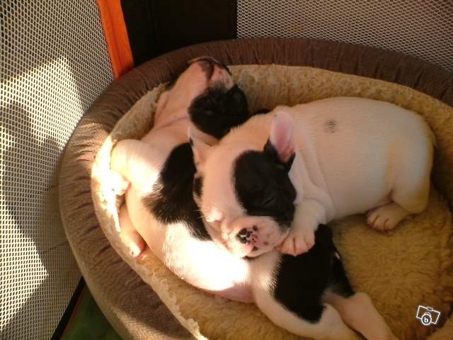 Vend 2 Chiots bouledogue Caille