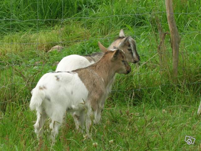 Vend adorable  Chevreaux