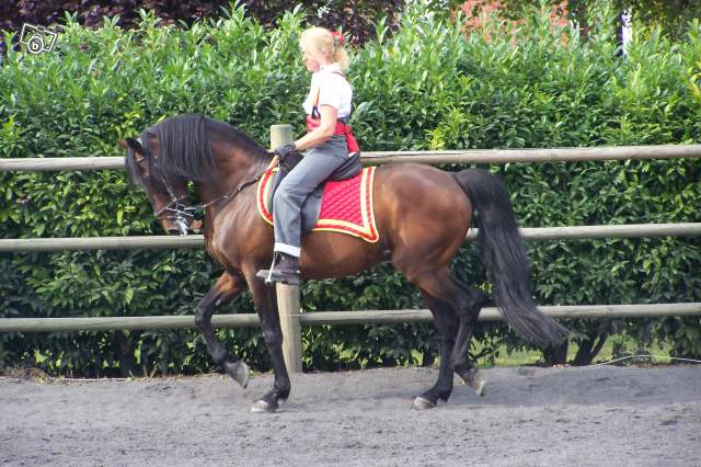 Chevaux de Pure Race Espagnole