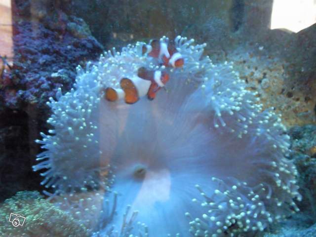 Vend Poisson clown+Anemone