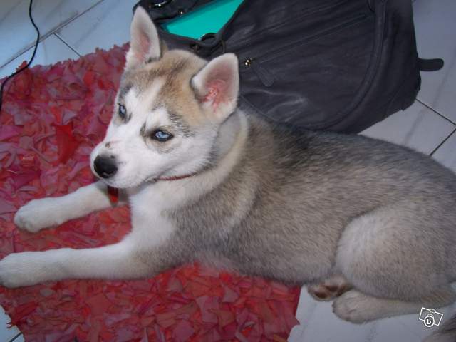Chiot husky 3mois 1/2