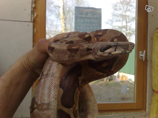 Vend Boa salmon et hogg adulte