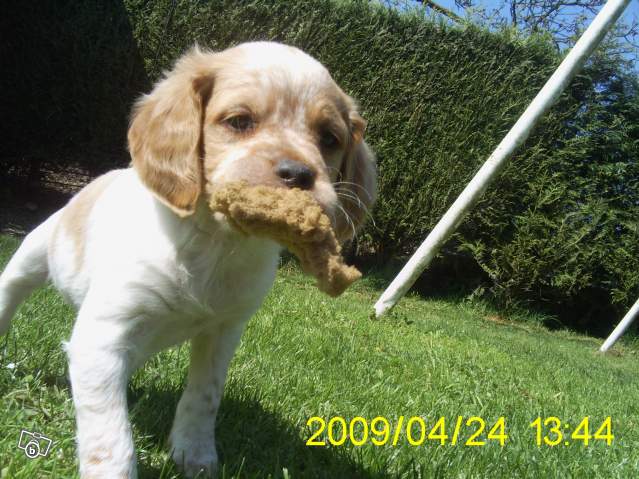 Vend magnifique Chiots épagneuls bretons