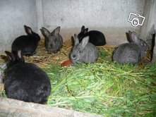 Beaux lapins de ferme