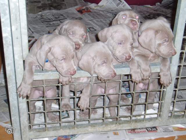 VDS Chiot braque de weimar